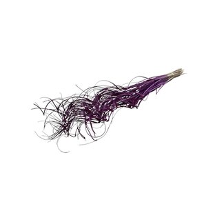 Dutch Dried Paarse Curly Ting Ting droogbloemen | Lengte ± 60 centimeter | Gewicht ± 100 gram