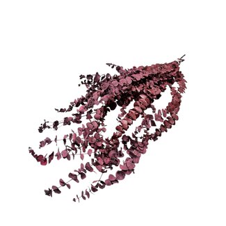 Dolce Vita Naturel rode Eucalyptus Baby Blue | Gepreserveerd | Lengte ± 60 centimeter | Gewicht ± 150 gram