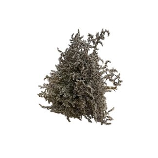 Dutch Dried Naturel witte Zeelavendel | Limonium Tataricum | Lengte ± 30 cm | Per 5 takken