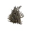 Naturel witte Zeelavendel | Limonium Tataricum | Lengte ± 30 cm | Per 5 takken