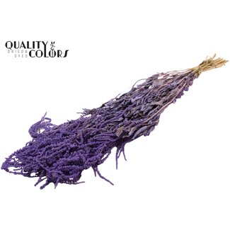 QC Dried Hanging Amaranthus | Colour: Milka Purple | Cat's Tail Dried Flowers | Length ± 70 centimetres | Per bunch