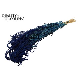 QC Gedroogde Hang Amaranthus | Kleur: Donkerblauw | Kattenstaart droogbloemen | Lengte ± 70 centimeter | Per bos