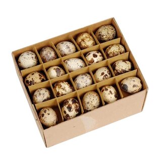 4A Quail Egg | Colour: Cream-coloured | Width 2 centimetres | Length 3 centimetres | Per 60 eggs