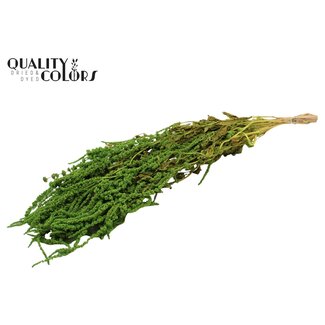 QC Dried Hanging Amaranthus | Colour: Light Green | Cat's Tail Dried Flowers | Length ± 70 centimetres | Per bunch