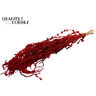QC Gedroogde Hang Amaranthus | Kleur: Rood | Kattenstaart droogbloemen | Lengte ± 70 centimeter | Per bos
