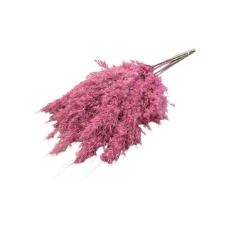 Dutch Dried Pink Frosted dried Pampas plumes | Length ± 70 centimetres | Per 10 stems