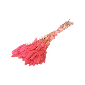 Dolce Vita Pink Neon Lagurus droogbloemen | Lengte ± 70 centimeter | Gewicht ± 100 gram