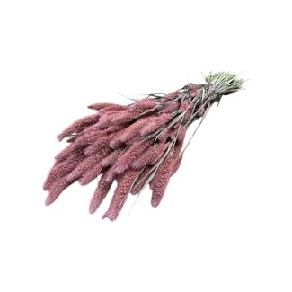 Dutch Dried Pink Frosted Setarea droogbloemen | Lengte ± 70 centimeter | Gewicht ± 150 gram