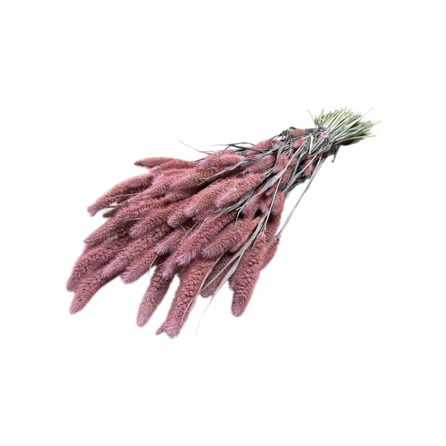 Pink Frosted Setarea Trockenblumen | Länge ± 70 Zentimeter | Gewicht ± 150 Gramm