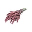 Pink Frosted Setaria dried flowers | Length ± 70 centimetres | Weight ± 150 grams