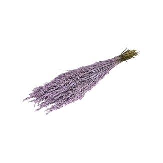 Dutch Dried Lilac Misty Avena Oat dried flowers | Length ± 70 centimetres | Weight 150 grams