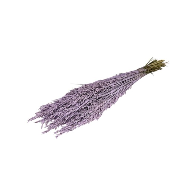 Lilac Misty Avena Haver droogbloemen | Lengte ± 70 centimeter | Gewicht 150 gram