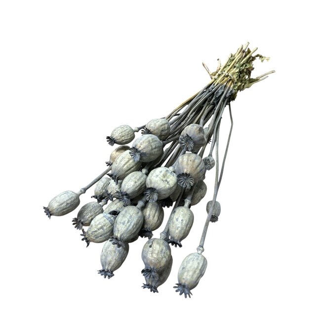 Green Dust Papaver Somniferum droogbloemen | Lengte ± 65 centimeter | Gewicht ± 200 gram