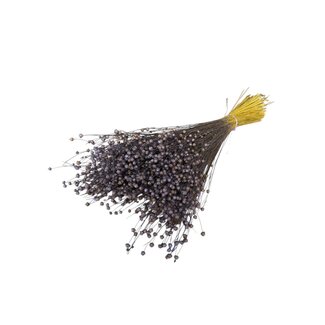 Dutch Dried Lilac Frosted Linum - Vlas droogbloemen | Lengte ± 65 centimeter | Gewicht ± 150 gram