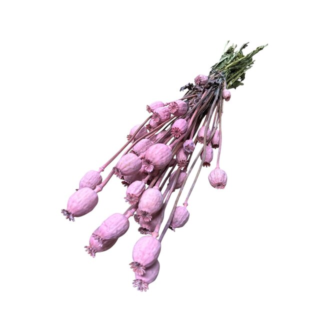 Roze Papaver Somniferum droogbloemen | Lengte ± 65 centimeter | Gewicht ± 200 gram