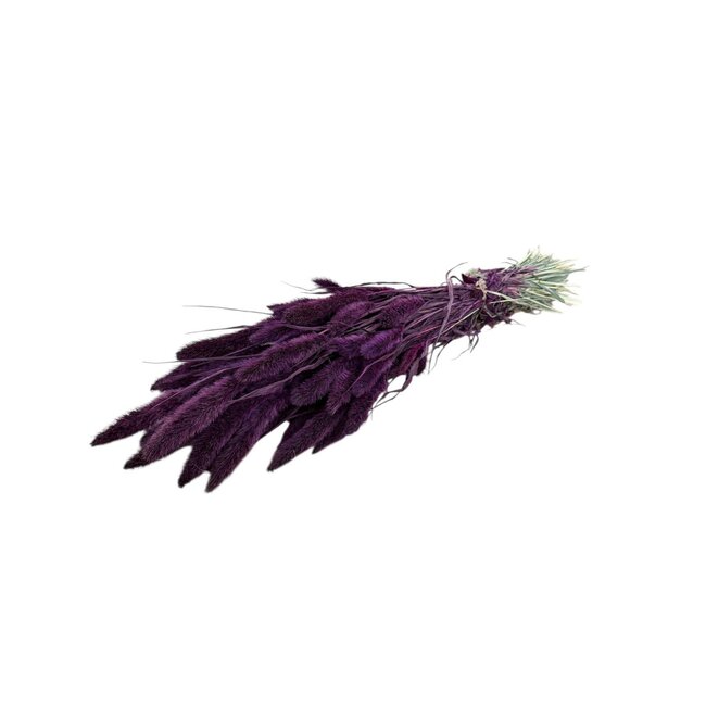 Lila Setarea Trockenblumen | Länge ± 70 Zentimeter | Gewicht ± 150 Gramm