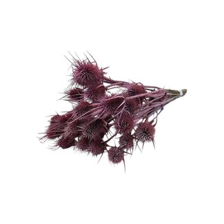 Dutch Dried Hellrosa Cardistella Disteln Trockenblumen | Länge ± 55 Zentimeter | Gewicht 100 Gramm