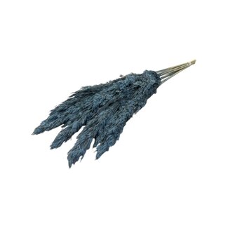 Dutch Dried Light blue dried Pampas plumes | Length ± 70 centimetres | Per 10 stems