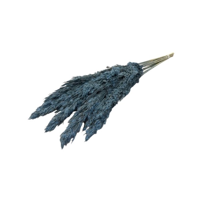 Light blue dried Pampas plumes | Length ± 70 centimetres | Per 10 stems