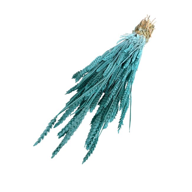 Aqua blue Triticum Wheat dried flowers | Length ± 70 centimetres | Weight ± 175 grams