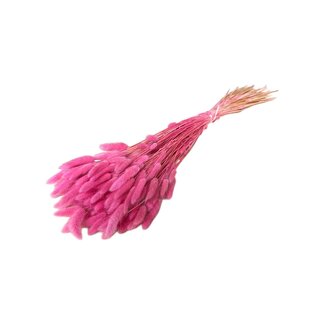Dolce Vita Pink Raspberry Lagurus Trockenblumen | Länge ± 70 Zentimeter | Gewicht ± 100 Gramm