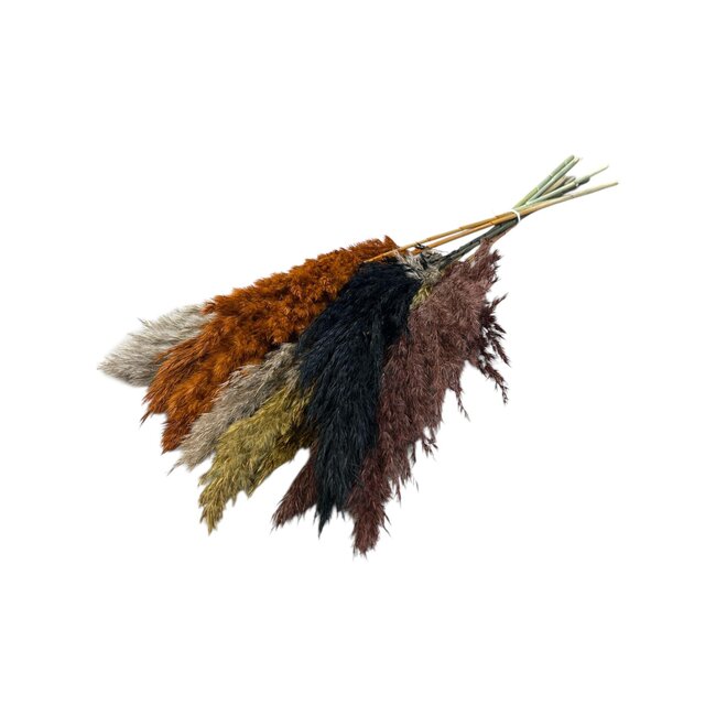 Autumn mix dried Pampas plumes | Length ± 70 centimetres | Per 10 stems