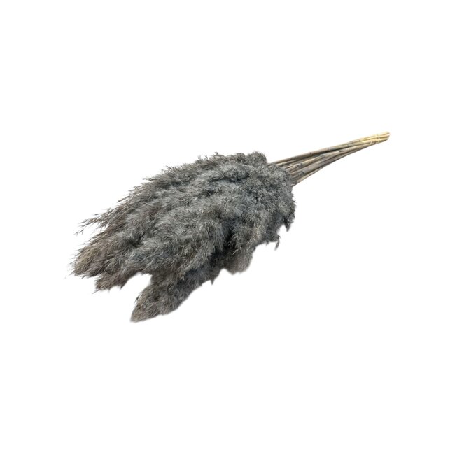 Grey dried Pampas plumes | Length ± 70 centimetres | Per 10 stems