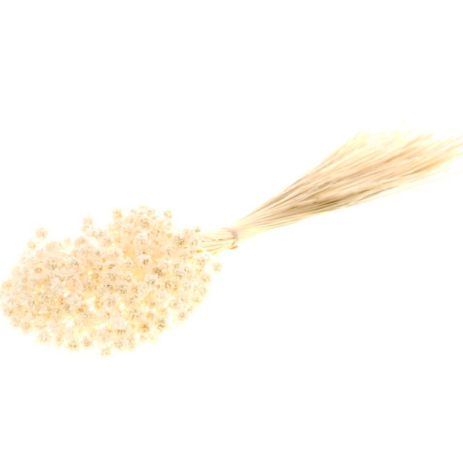White Bleached Hill Flowers Dried Flowers | Length ± 45 centimetres | Weight ± 100 grams
