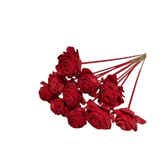 Rode Shola Beauty Rose | Lengte stok ± 50 centimeter | Per 10 bijstekers