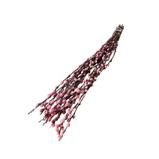 Dutch Dried Pink Salix Willow Catkins Dried Flowers | Length ± 70 centimetres | Per 20 stems