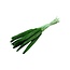 Green Babala dried flowers | Length ± 65 centimetres | Per 15 stems