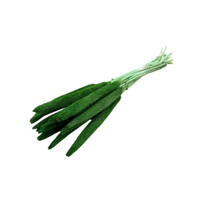 Grüne Babala Trockenblumen | Länge ± 65 Zentimeter | Pro 15 Stiele