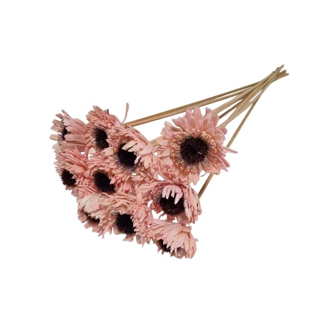 Roze Shola Daisy Sunflower | Lengte stok ± 55 centimeter | Per 10 bijstekers