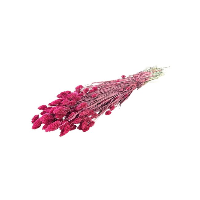 Cerise Phalaris dried flowers | Length ± 65 centimetres | Weight ± 175 grams