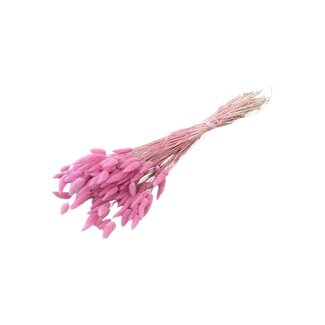 Dolce Vita Lagurus séchées rose clair | Longueur ± 70 centimètres | Poids ± 150 grammes