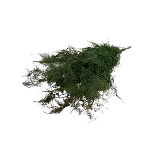 Casa Alegria Asparagus Preserved | Green | 150 gr | 65 cm