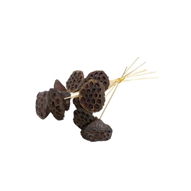 Lotus Gigante | Natural | 40 cm | Per 10 stems
