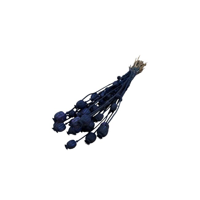 Dark Blue Papaver Somniferum Dried Flowers | Length ± 65 centimetres | Weight ± 200 grams