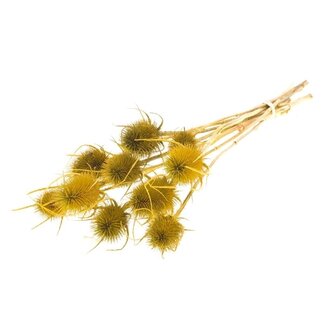 Dutch Dried Yellow Cardistella Thistles dried flowers | Length ± 60 centimetres | Weight 75 grams