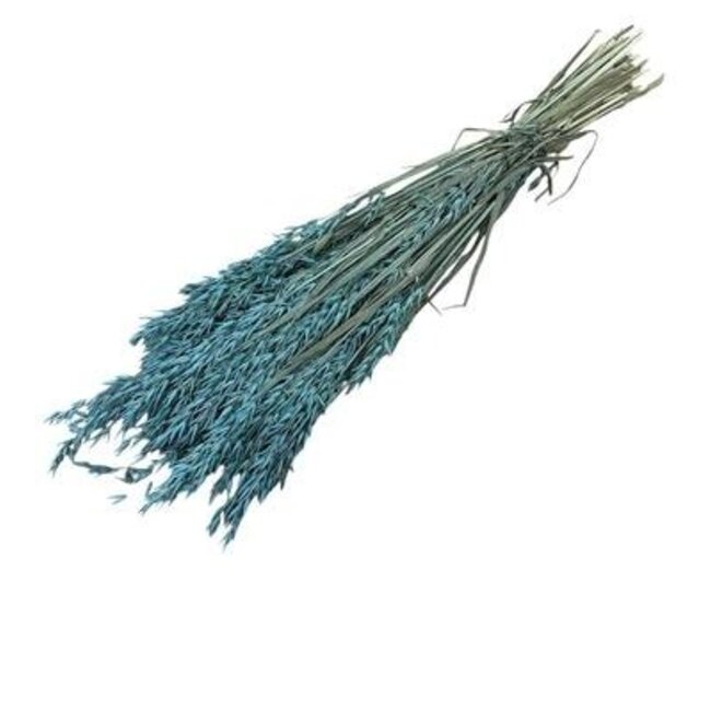 Hellblaue Avena Hafer Trockenblumen | Länge ± 70 Zentimeter | Gewicht 150 Gramm