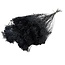 Zwarte Broom Bloom droogbloemen | Lengte ± 55 centimeter | Gewicht 100 gram