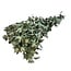 Natural Green Carthamus dried flowers | Length ± 70 centimetres | Weight 70 grams