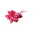 Pink Palm Cup dried flowers | Length ± 60 centimetres | Per 10 stems