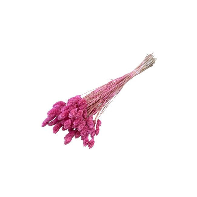 Dark pink Phalaris dried flowers | Length ± 65 centimetres | Weight ± 100 grams