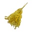 Yellow Ruscus dried flowers | Length ± 65 centimetres | Weight ± 100 grams