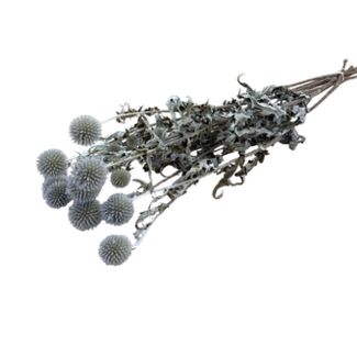 Dutch Dried Echinops séchées bleu-gris naturel | Longueur ± 65 centimètres | Par 8 tiges
