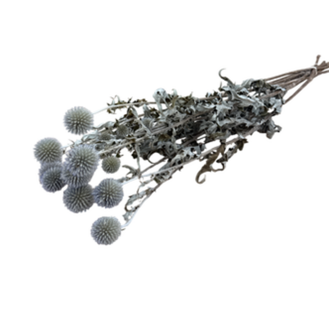Echinops séchées bleu-gris naturel | Longueur ± 65 centimètres | Par 8 tiges