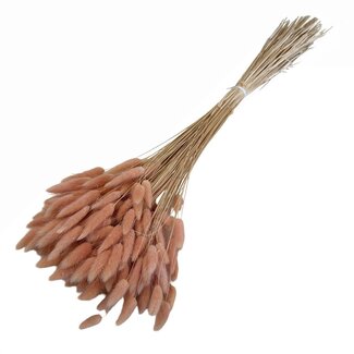 Dolce Vita Perzikkleurige Lagurus droogbloemen | Lengte ± 70 centimeter | Gewicht ± 100 gram