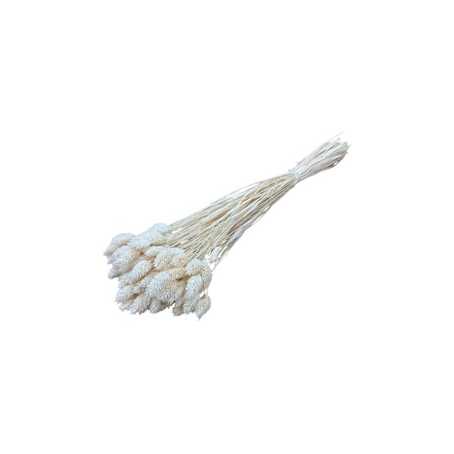 Phalaris séchées blanchies | Longueur ± 65 centimètres | Poids ± 100 grammes