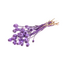 Purple Papaver Somniferum dried flowers | Length ± 65 centimetres | Weight ± 200 grams